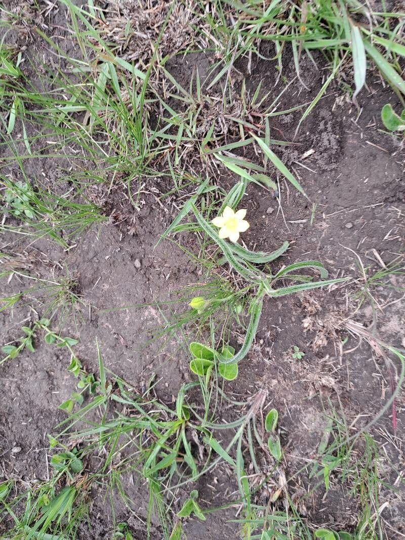 Ipoxide pelosa 13