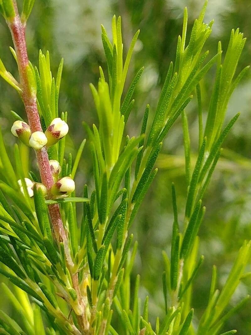 Melaleuca ericifolia 12