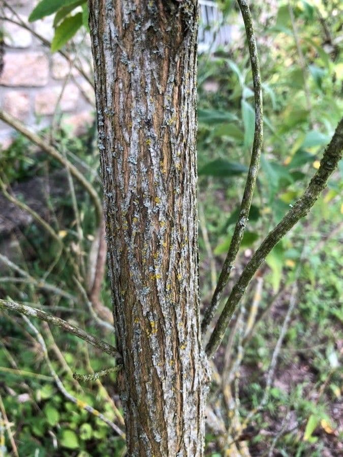 Buddleja di David 22