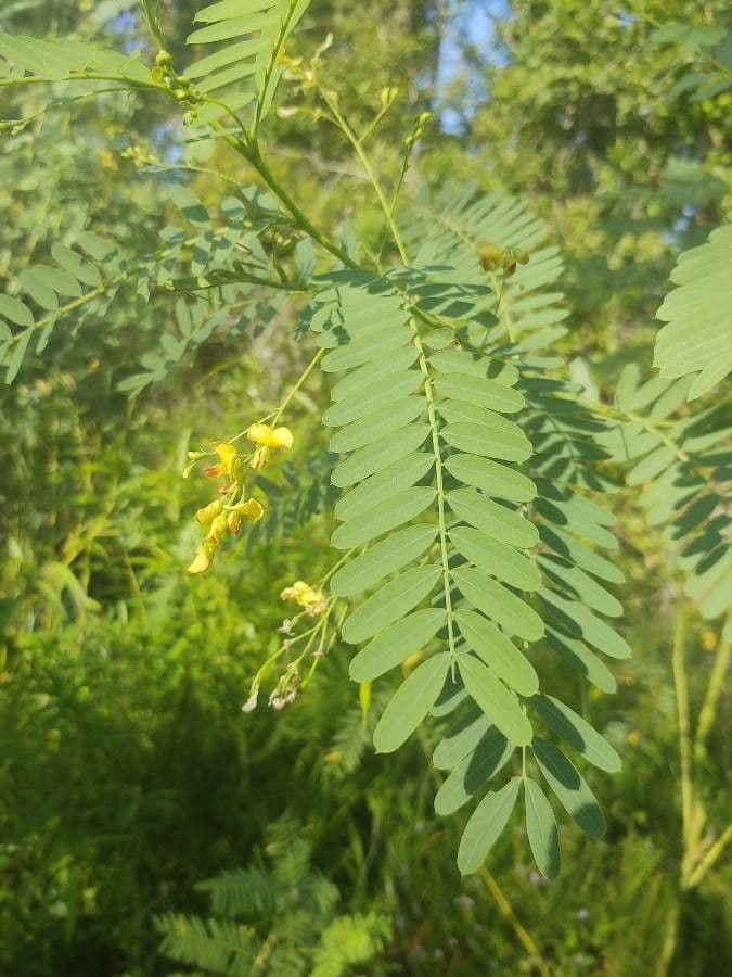 Sesbania drummondii 19