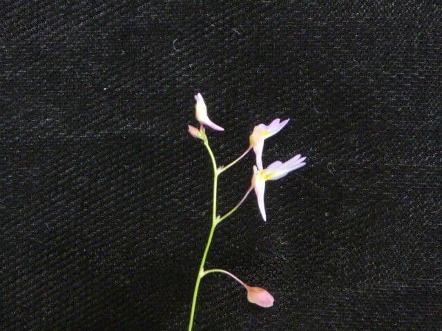 Utricolaria striata 5