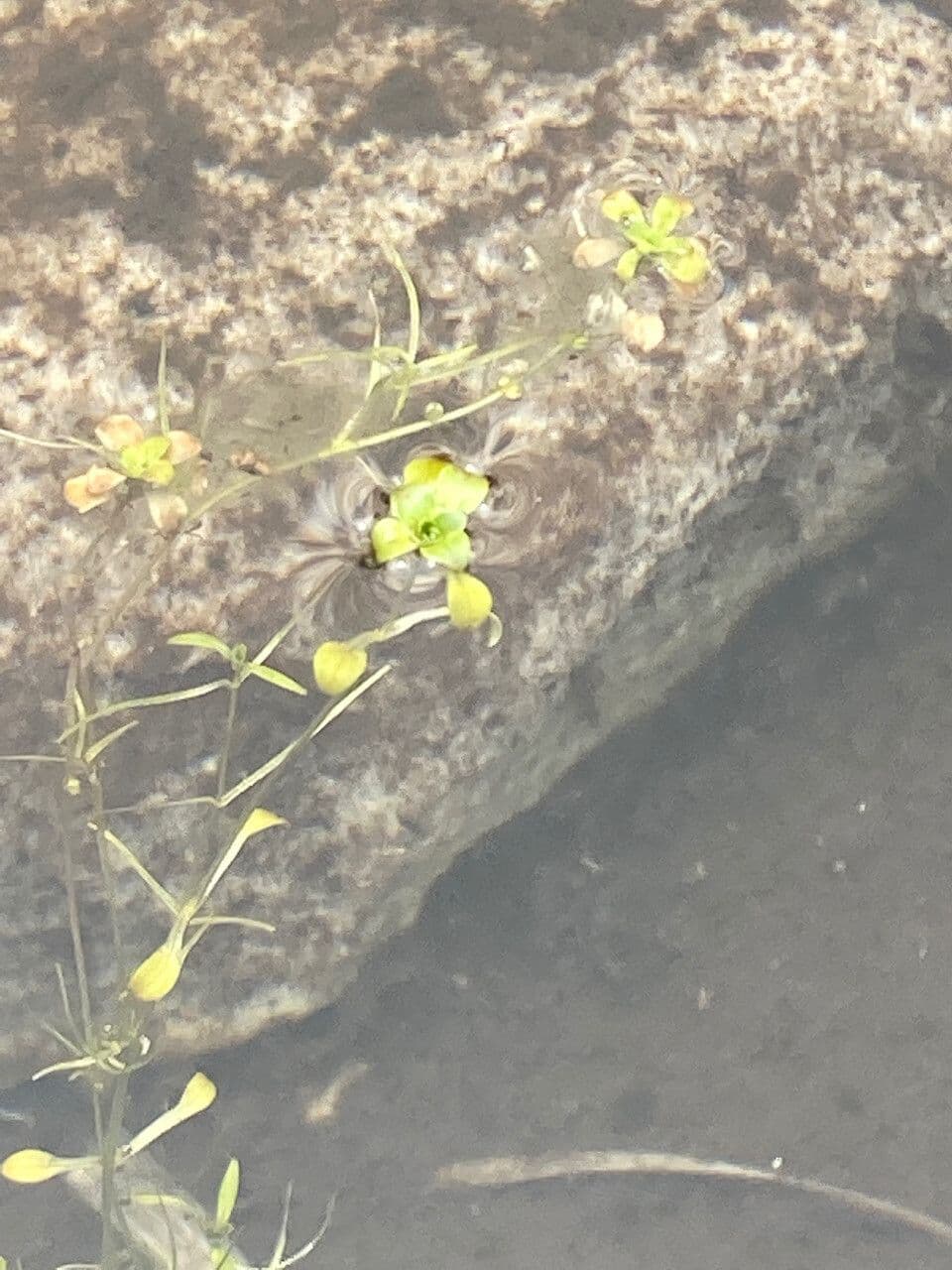 Callitriche 2