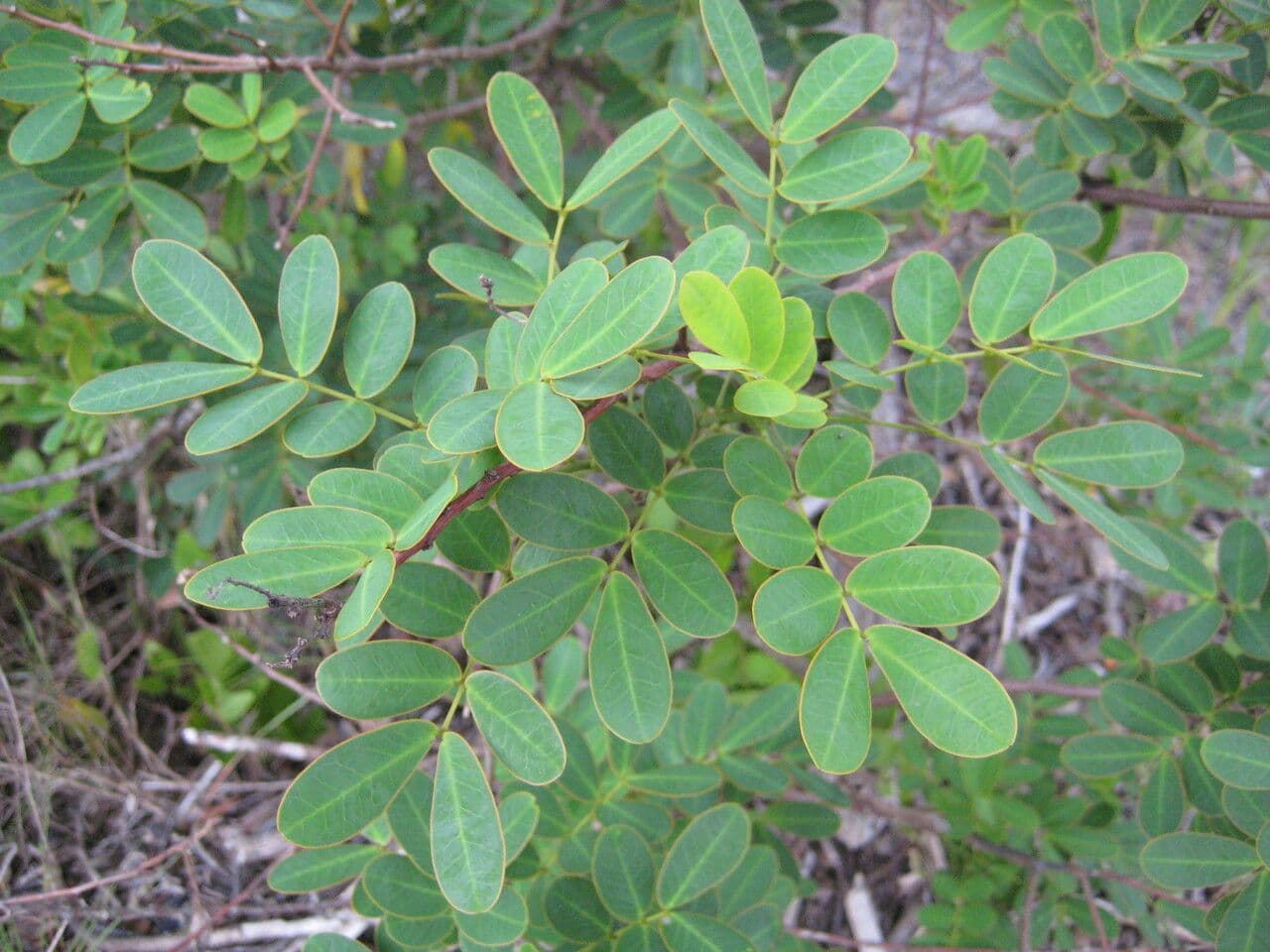 Senna pendula 11