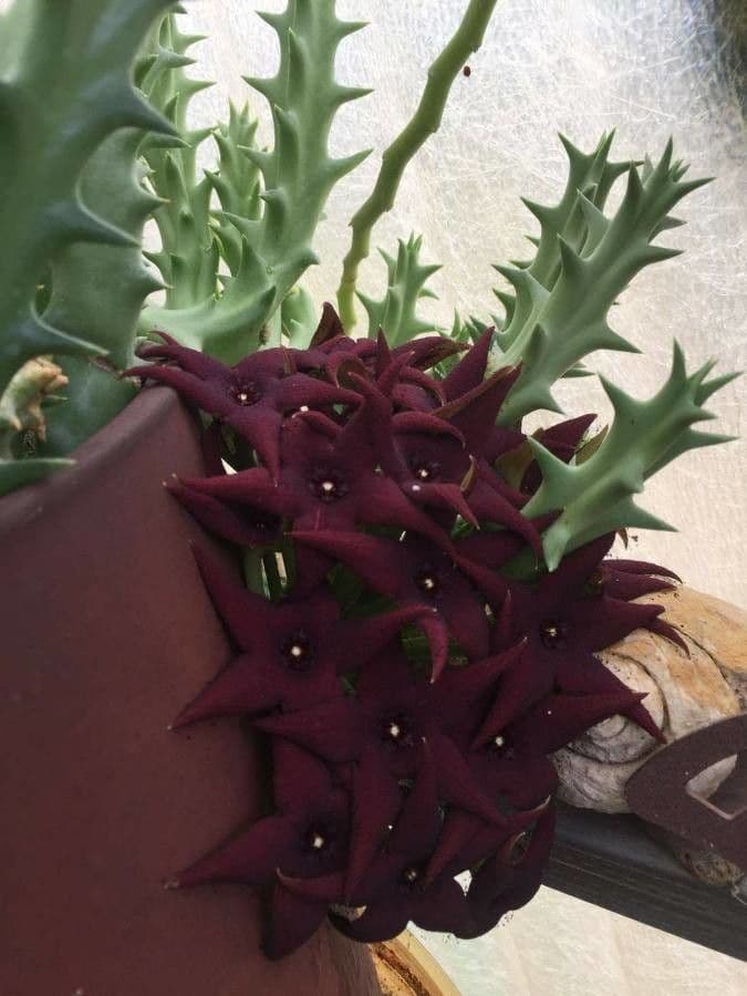 Orbea