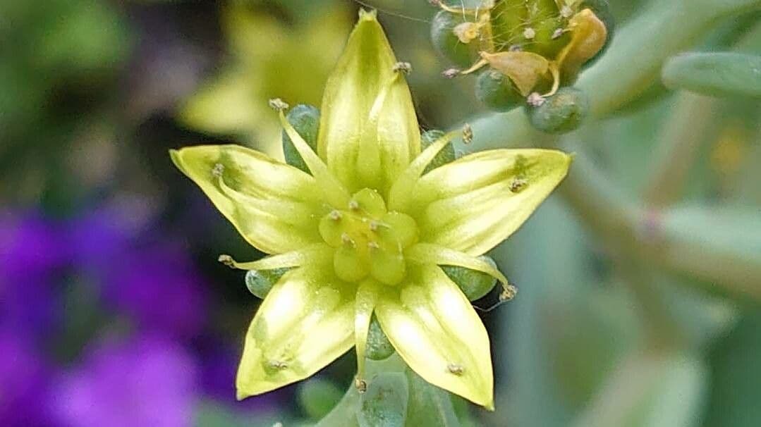 Dudleya di Greene 3