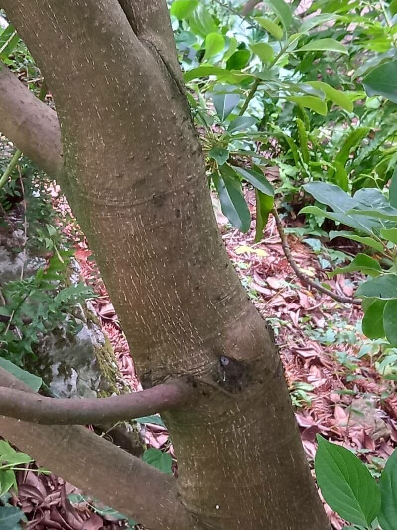 Daphniphyllum 17