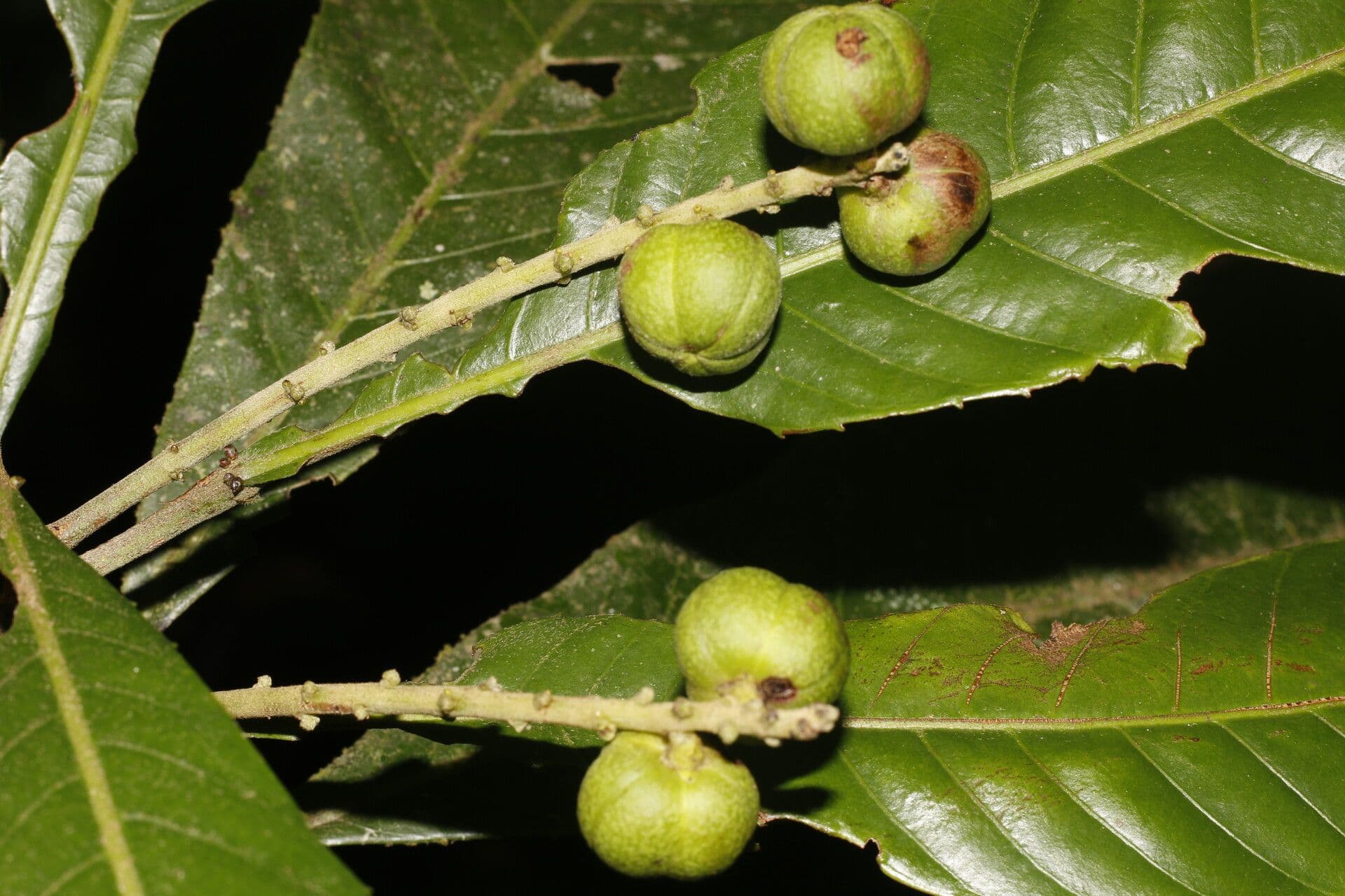 Pausandra 3