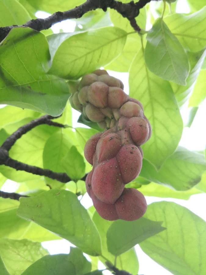 Magnolia denudata 3
