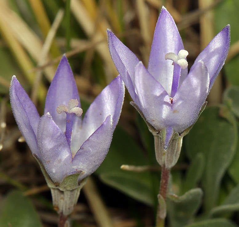 Campanula 4