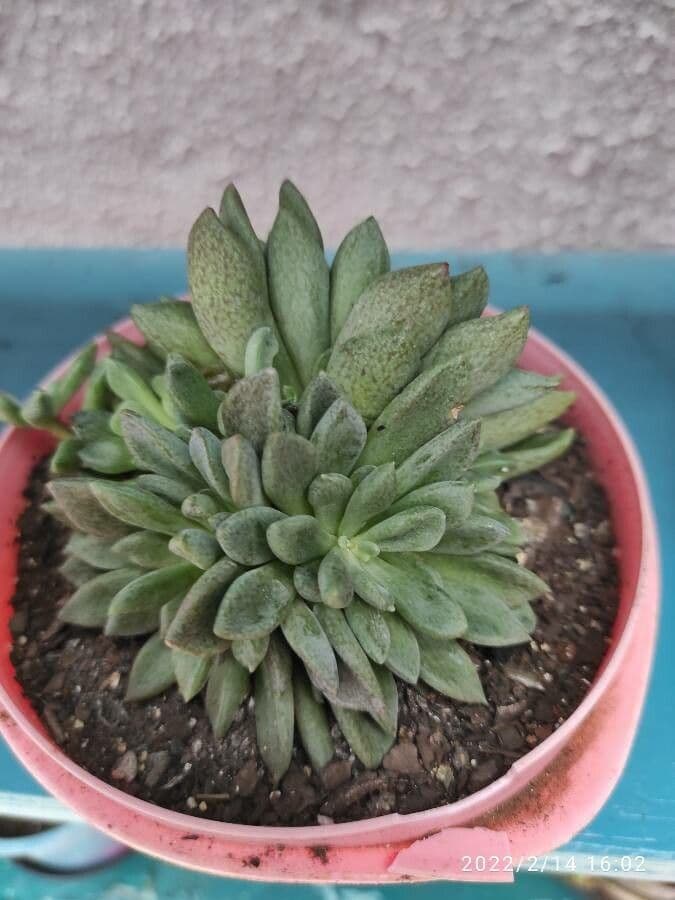 Sinocrassula 3