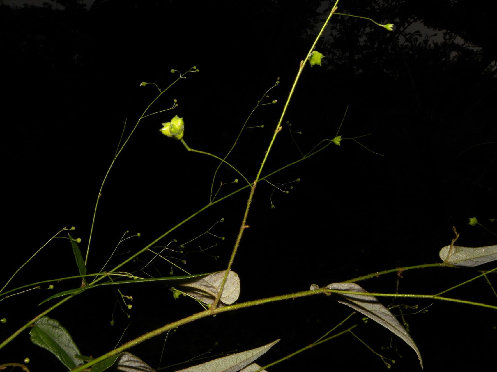 Periplocifolia-Wissadula 3