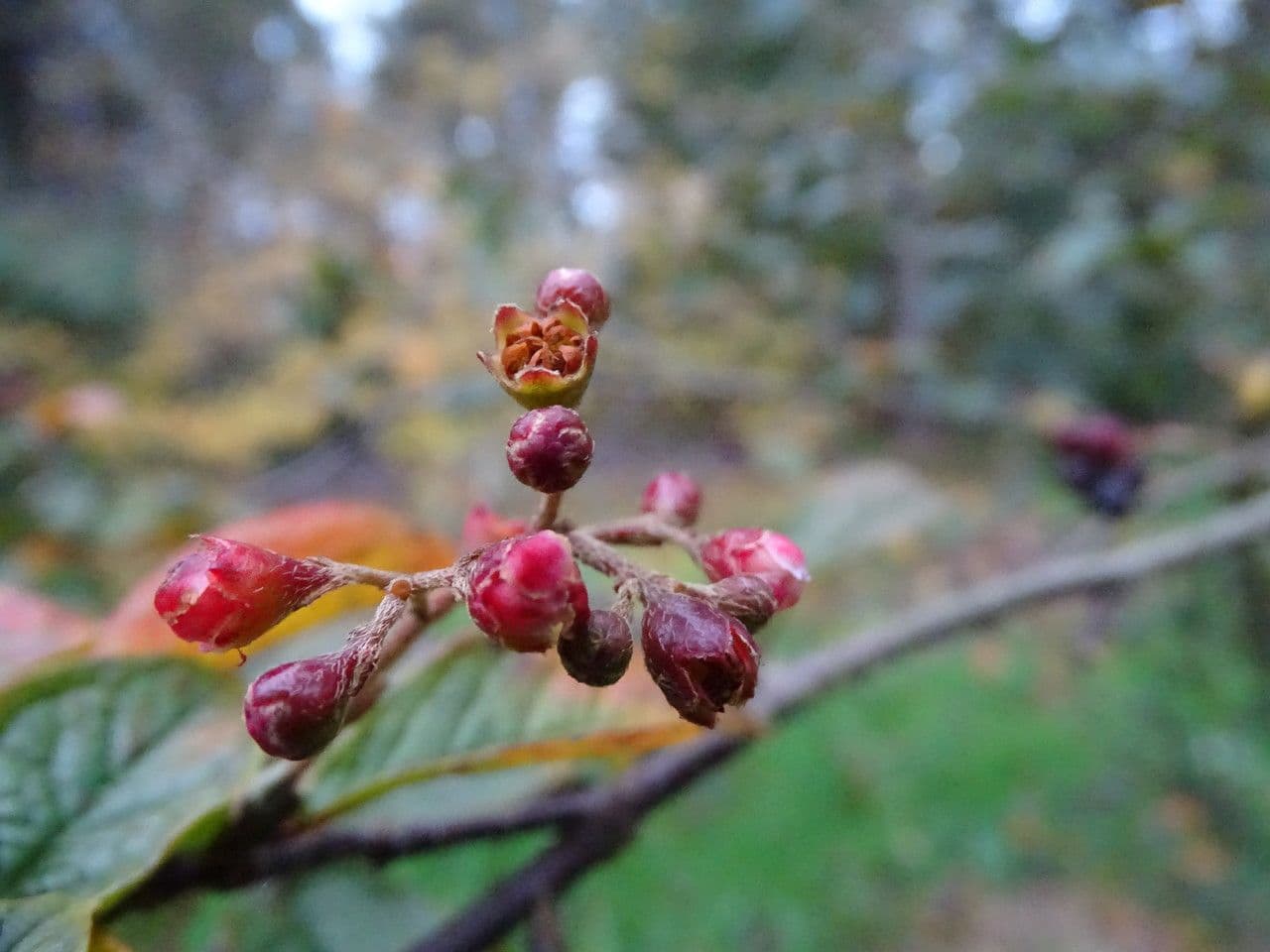 Cotonéaster de Moupin 2