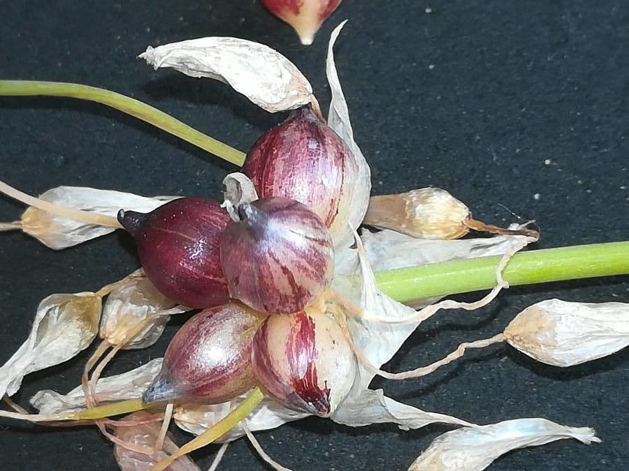 Aglio roseo 15