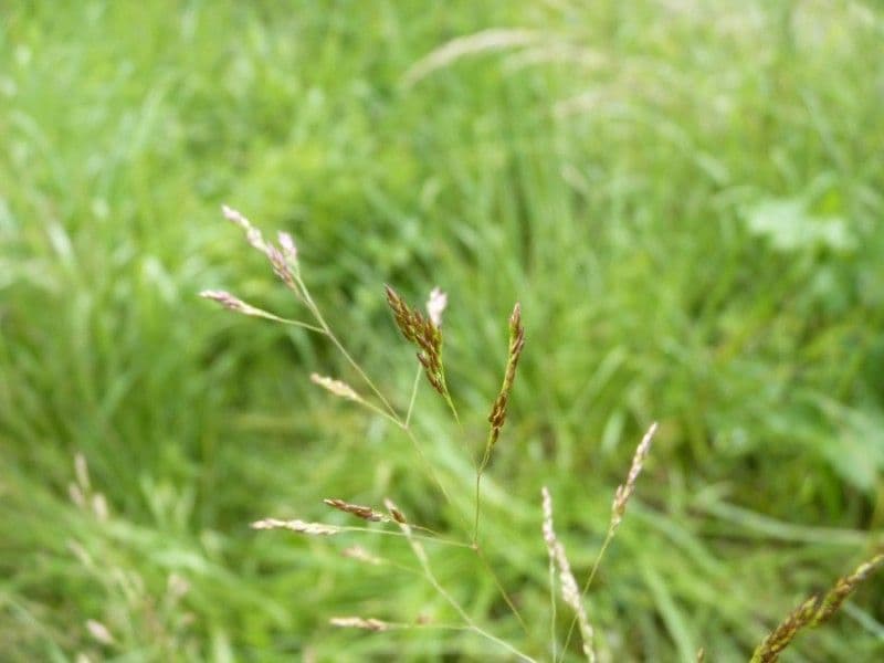 Agrostide tenue 28