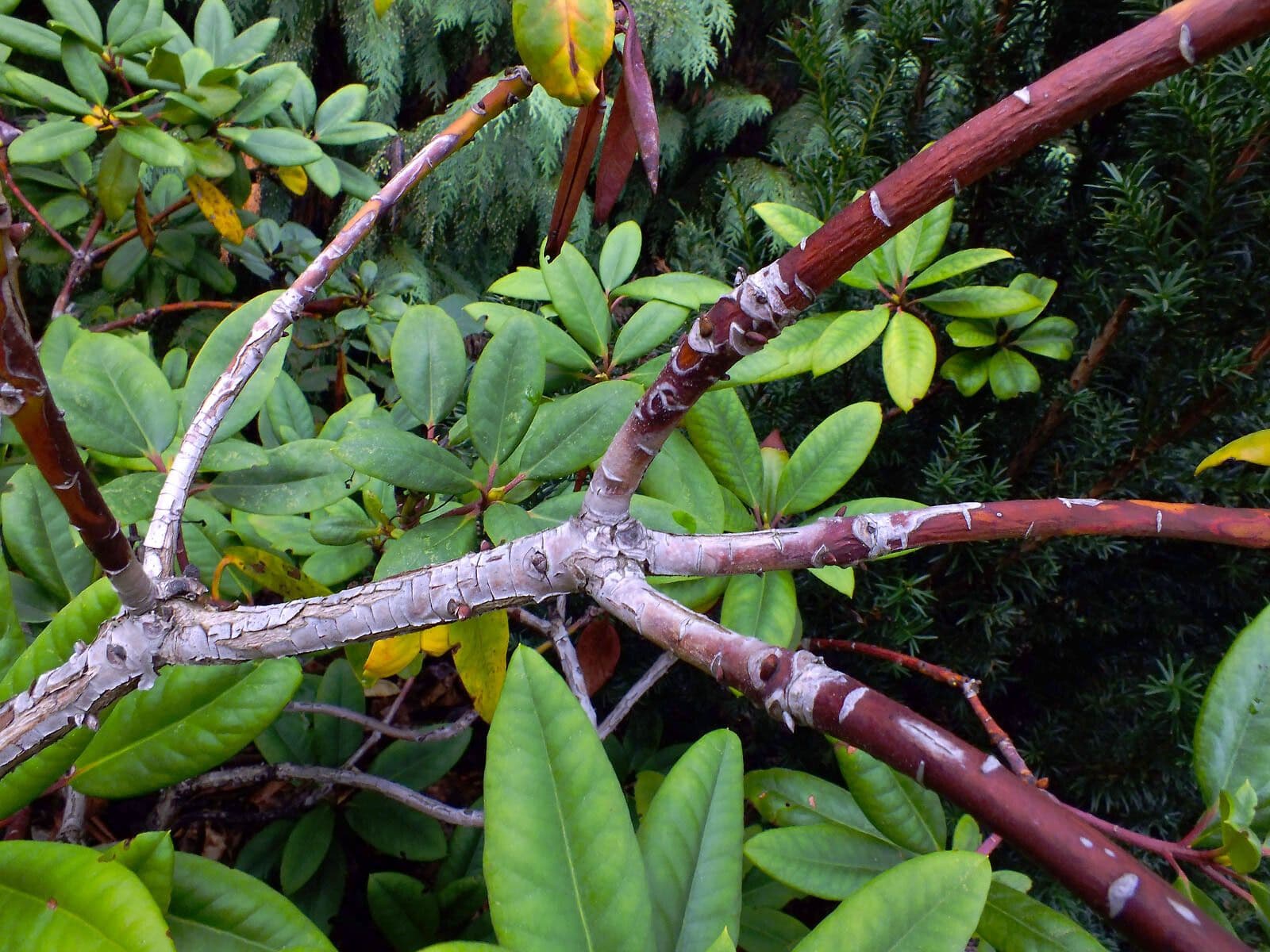 Rhododendron 25