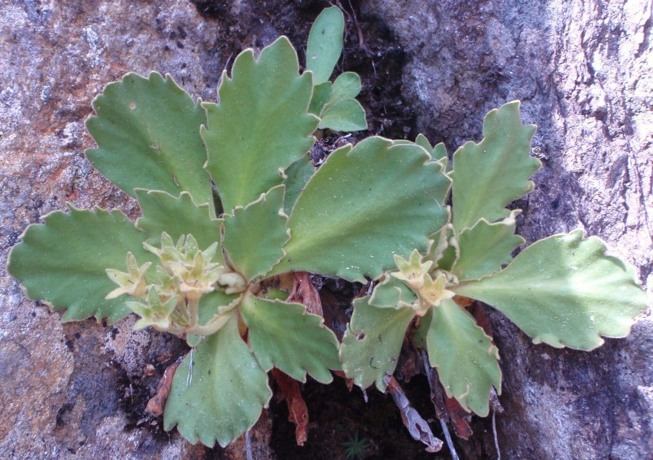 Primula hirsuta 11