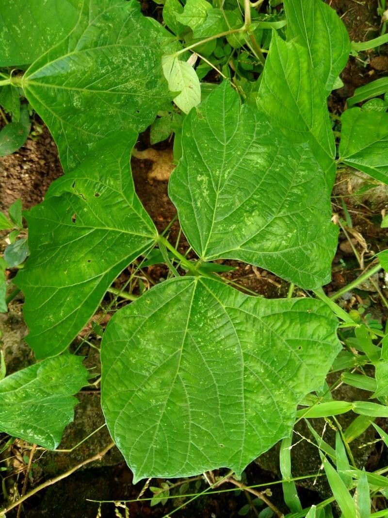 Jicama 15