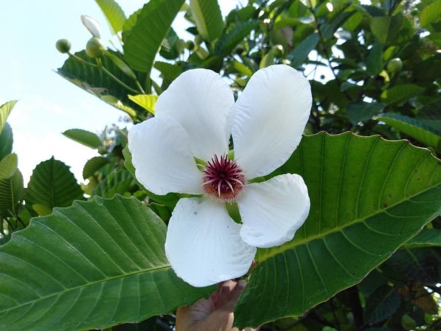 Dillenia 3