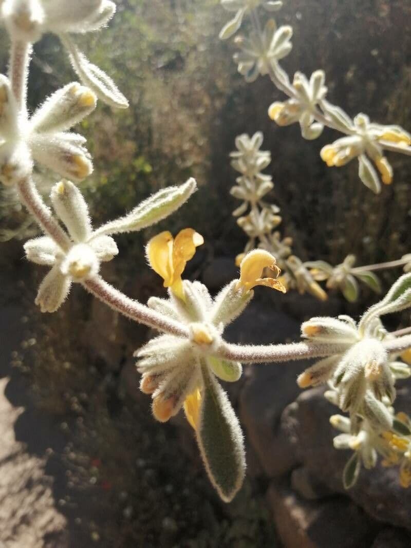 Phlomis lanata 3