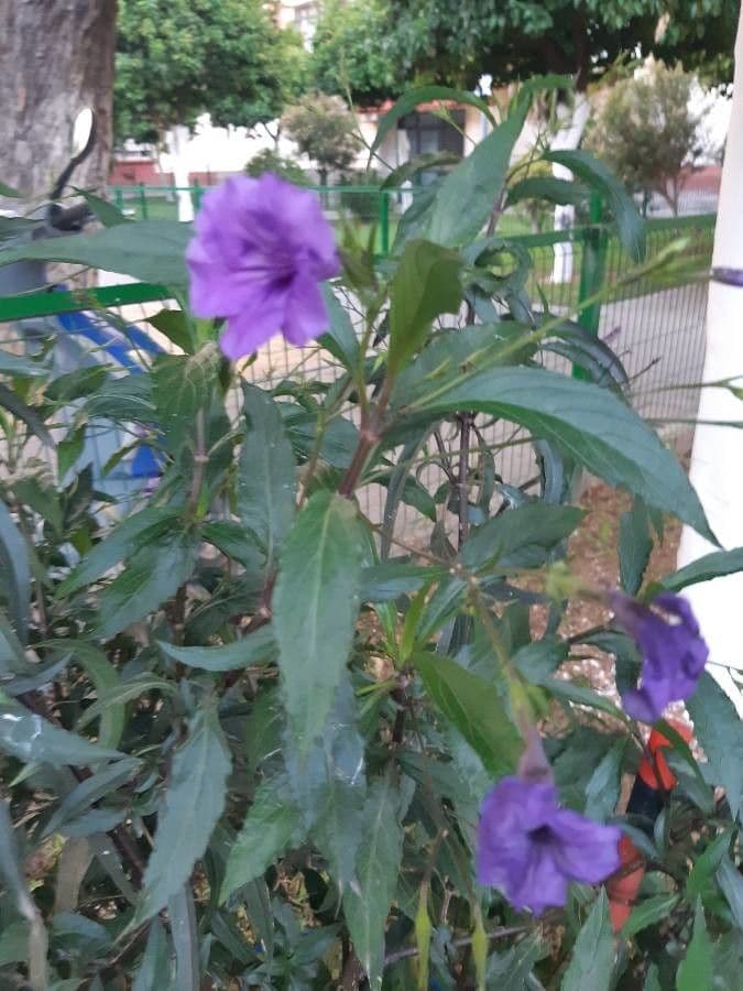Ruellia geminiflora 9