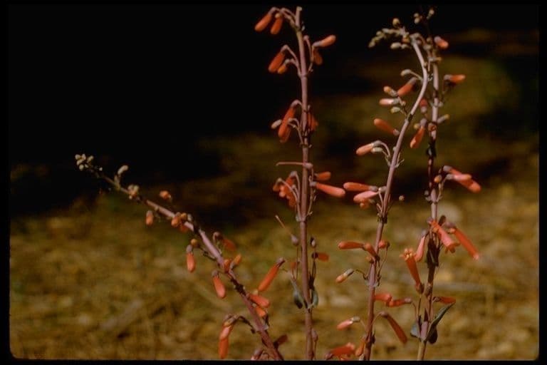 Penstemon centranthifolius 8