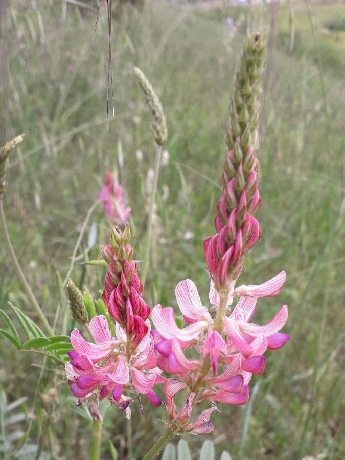 Vičenec ligrus 8