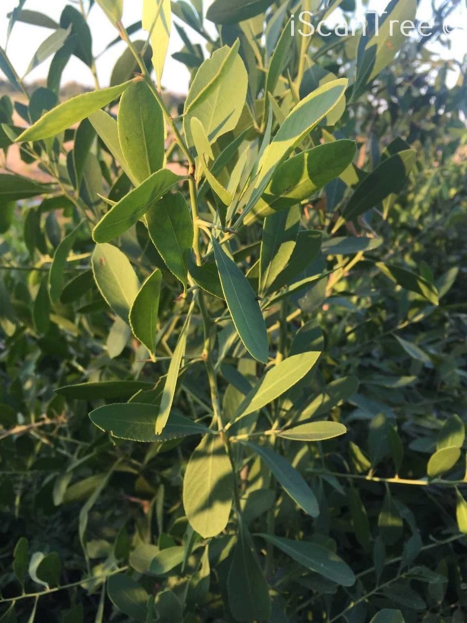 Gymnosporia 4