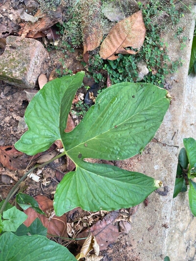 Typhonium 6
