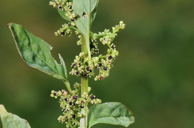 Chénopode polysperme 3