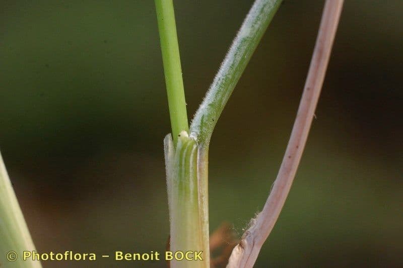Festuca pallida 15