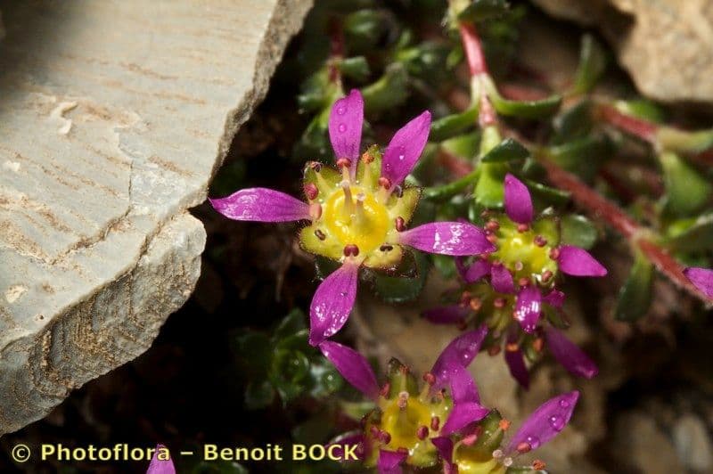 Sassifraga biflora 20