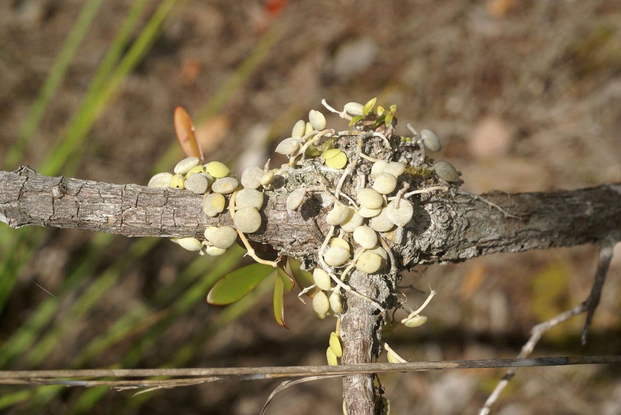 Dischidia