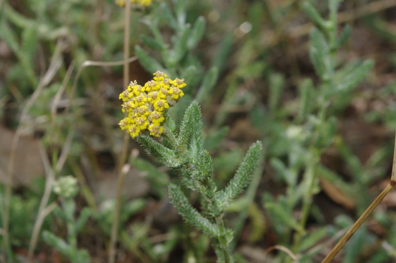 Achillea tomentosa 22