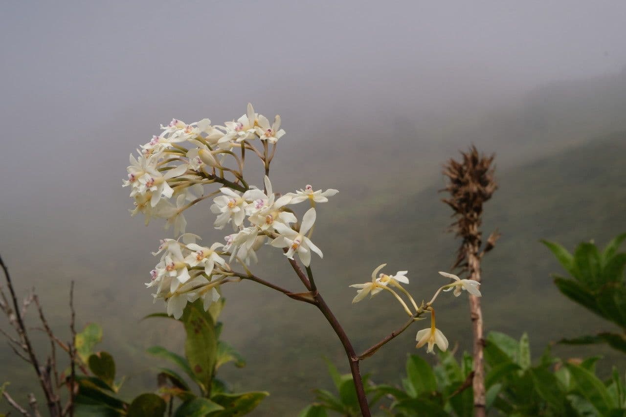 Epidendrum patens 3