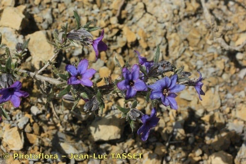 Erba perla arbustiva 24