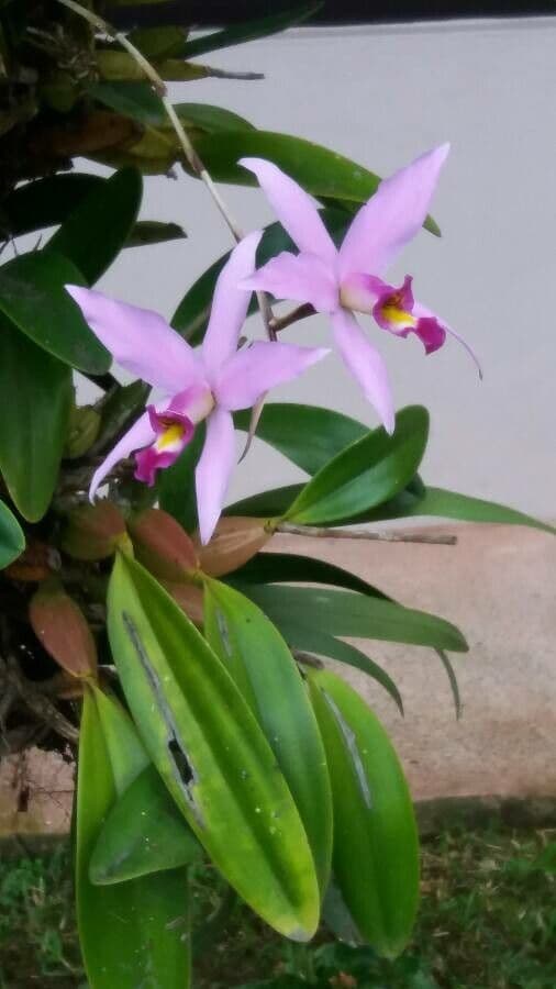 Orchidea 9