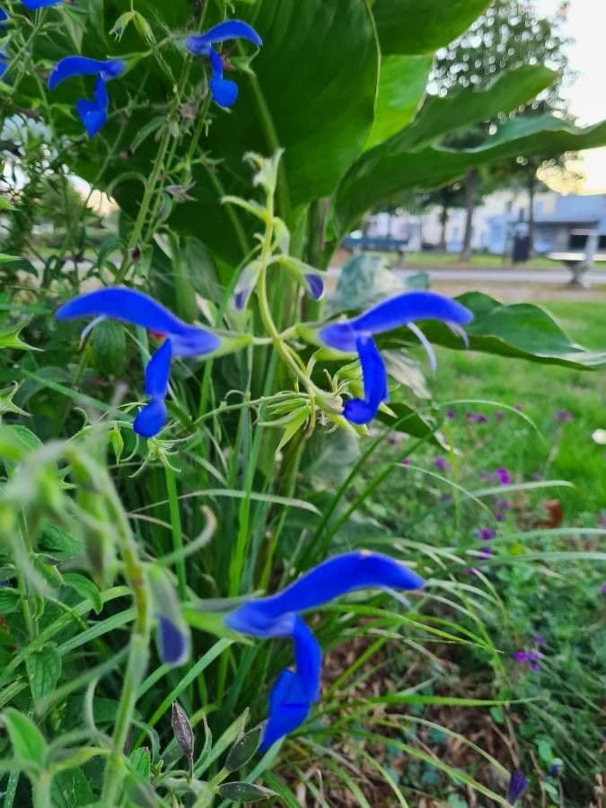 Salvia patens