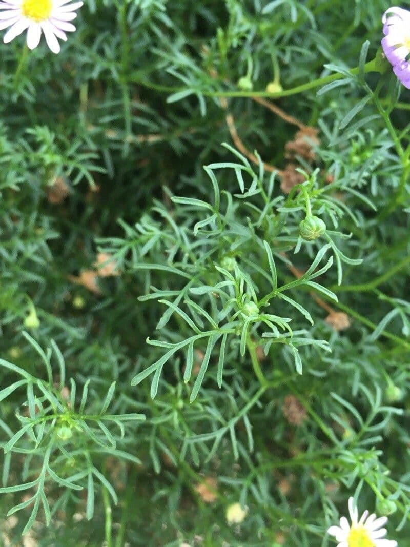Brachyscome 10