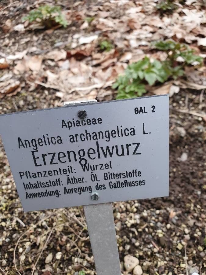 Angelica 29