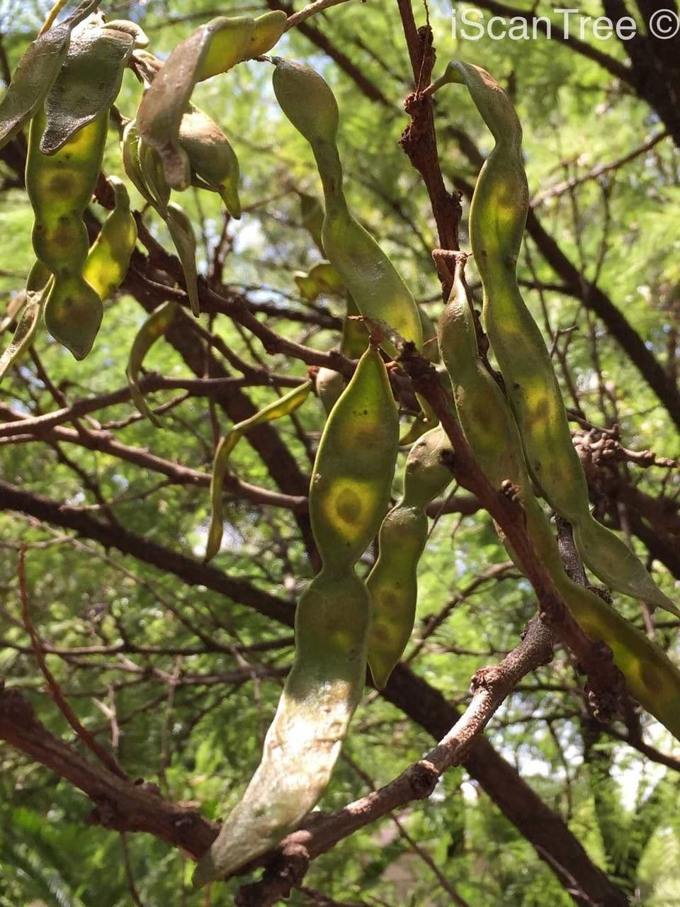 Senegalia 3