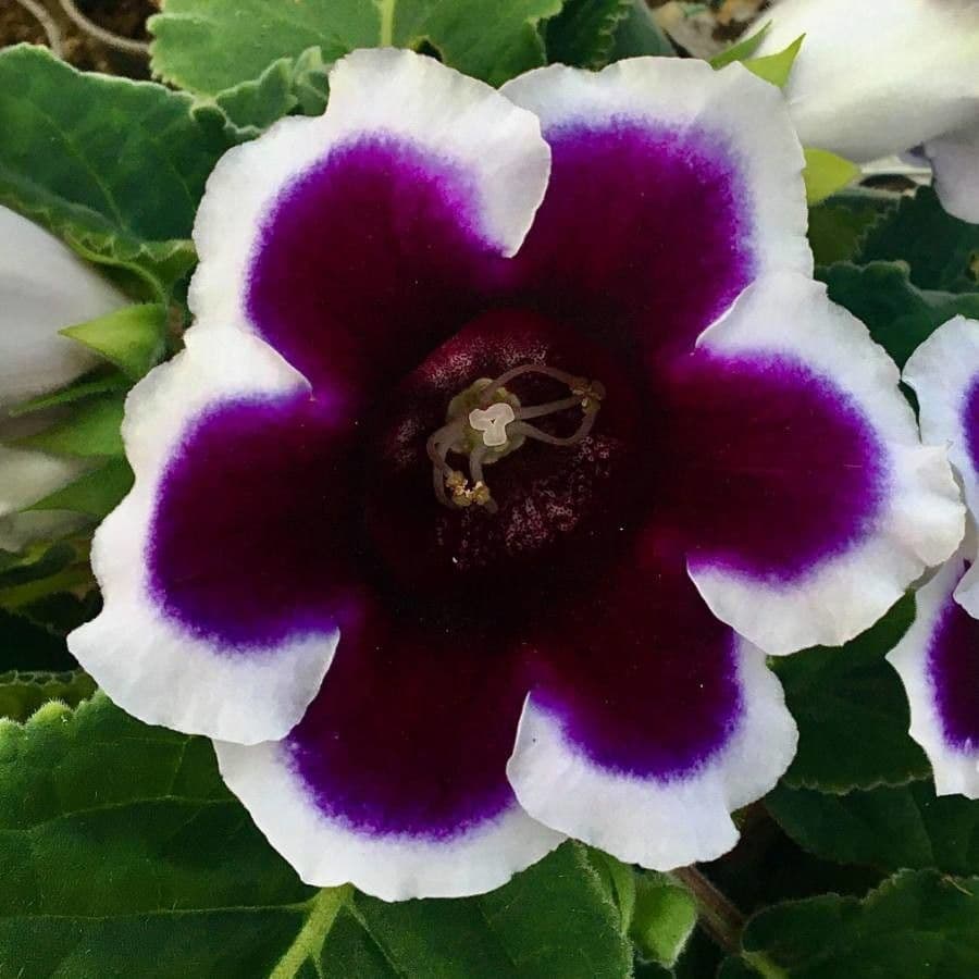 Gloxinia 3