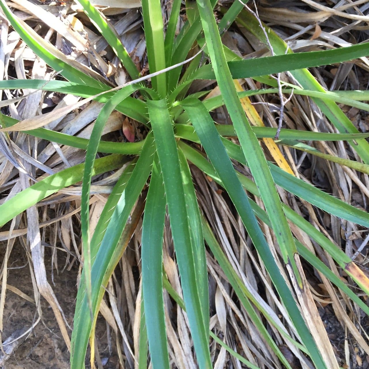 Panicaut paniculé 16