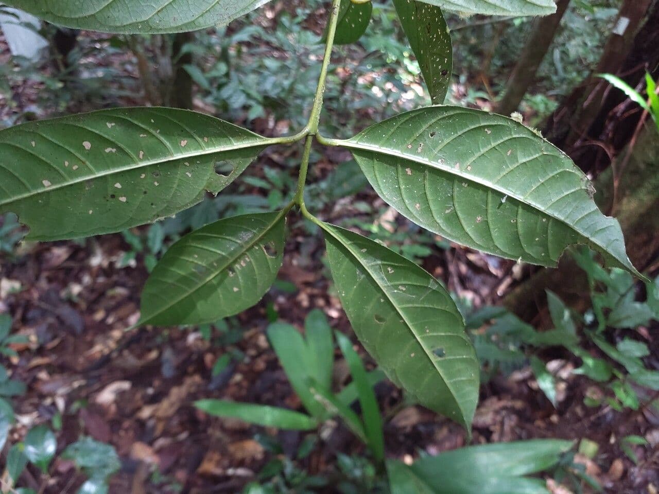 Faramea 2