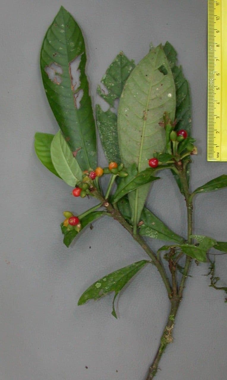 Psychotria 19