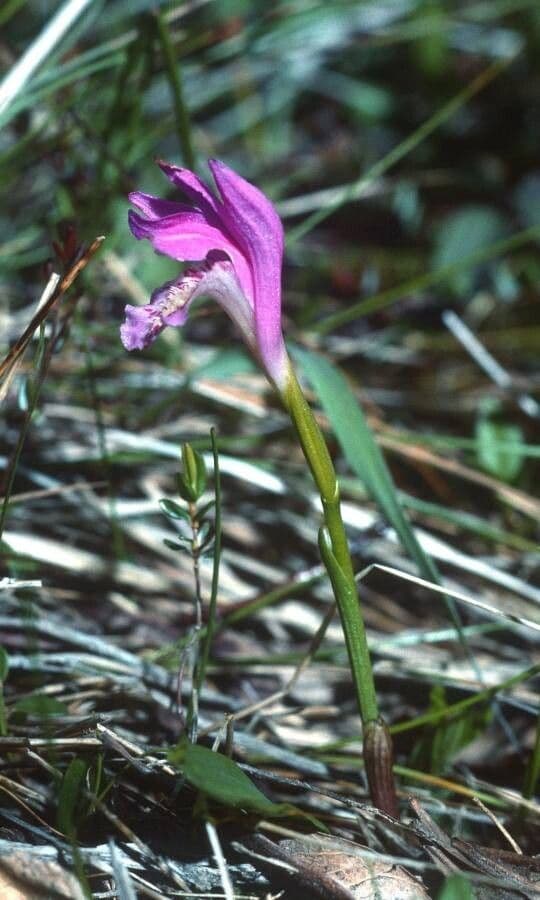 Arethusa bulbosa 5