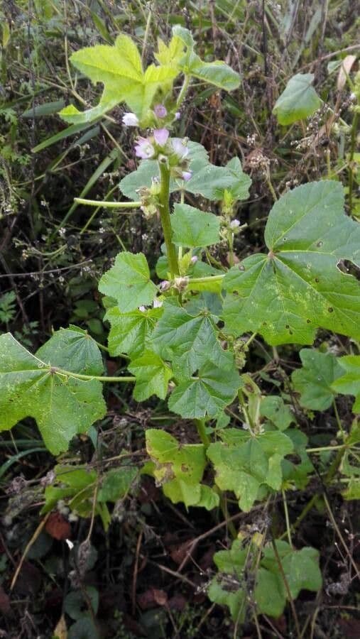 Malva verticillata 11