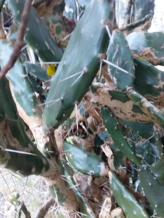 Erect prickly-pear 25