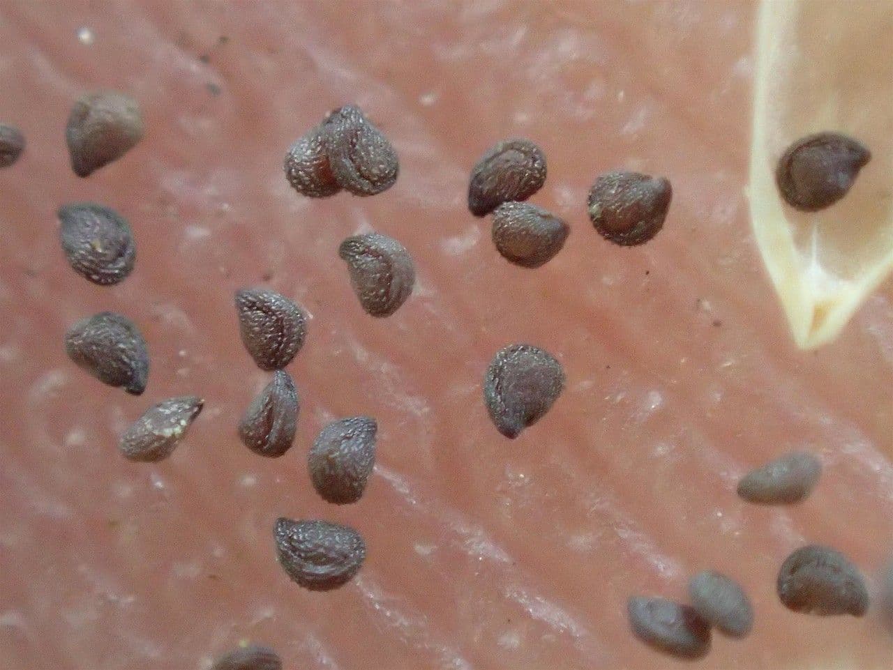 Spergularia comune 2