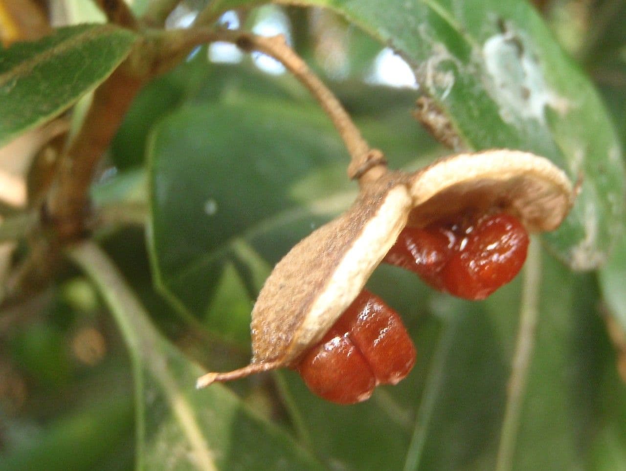 Pitosporum 3