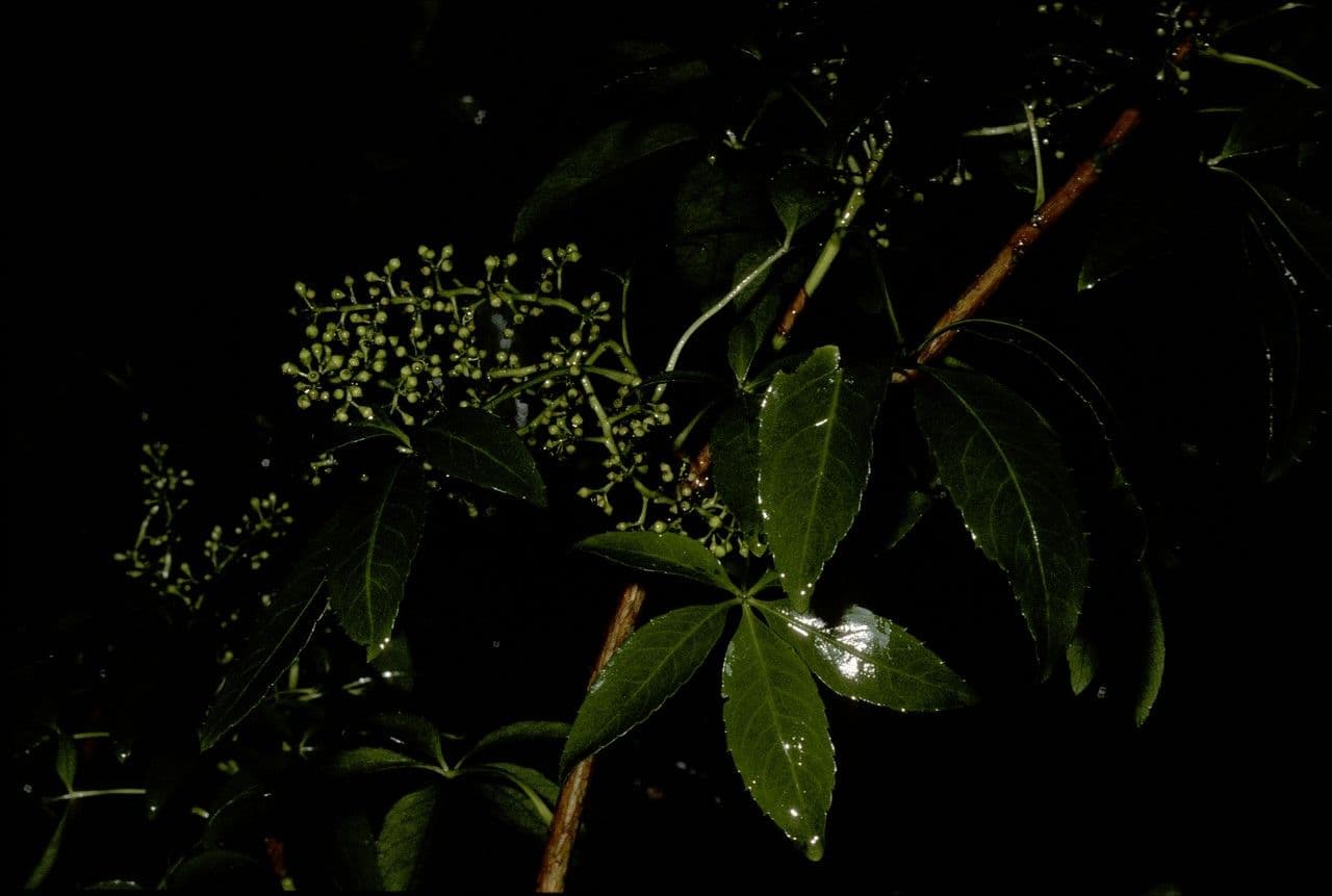 Falso Aralia 3